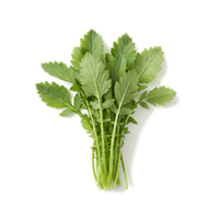 春菊